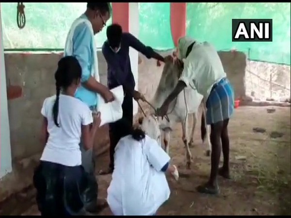 The injured cow being attended to after the incident in Andhra's Chittoor.