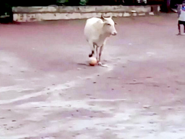 Cow playing footbal in Mardol, Goa