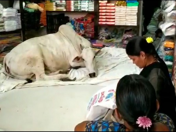 A cow has made it a habit to daily come inside 'Sri Sairam cloth showroom' in Kadapa to take rest. Photo/ANI