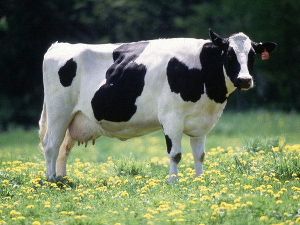 While most children outgrow cow's milk allergies in early childhood, children who do not may be at risk for growth discrepancies.