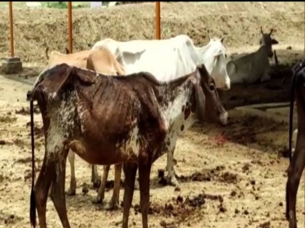 Visuals of Barabanki cow shelter in Uttar Pradesh. (Photo/ANI)