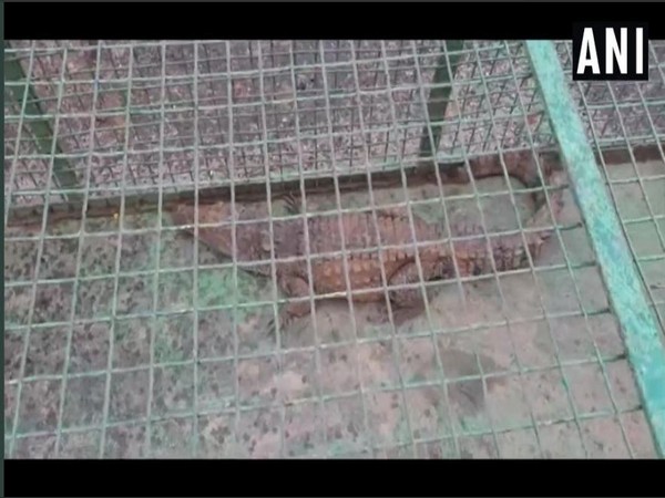 A crocodile was rescued from an artificial pond on Thursday. Photo/ANI