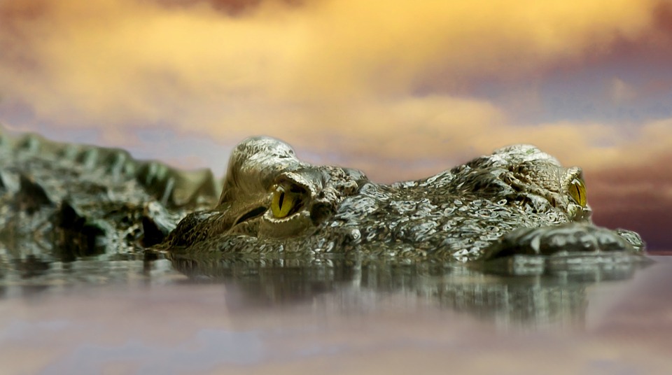 According to the researchers, the study reveals peculiar features at the palate that have not been described in any fossil crocodile so far.