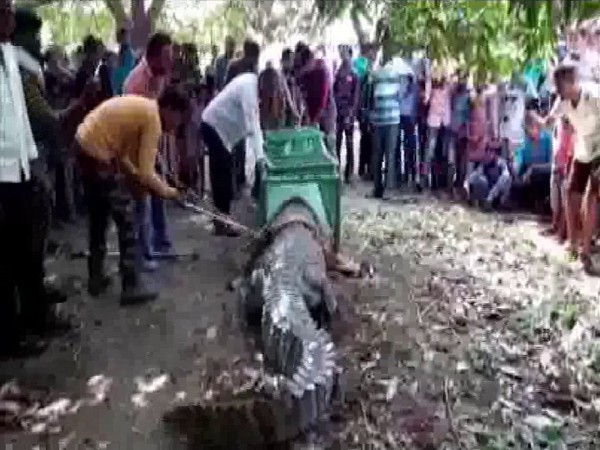 Rescued crocodile from Khodiyar temple in Palla Village of Mahisagar District on Monday (photo/ANI)