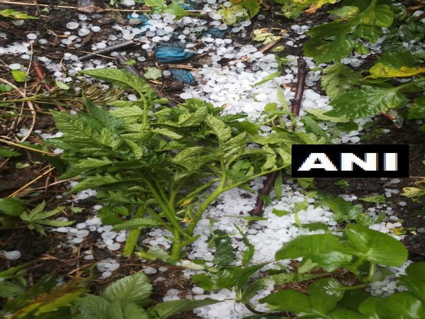 Destroyed tomato crops in the Shaila village of Kullu district on Sunday. Photo/ANI