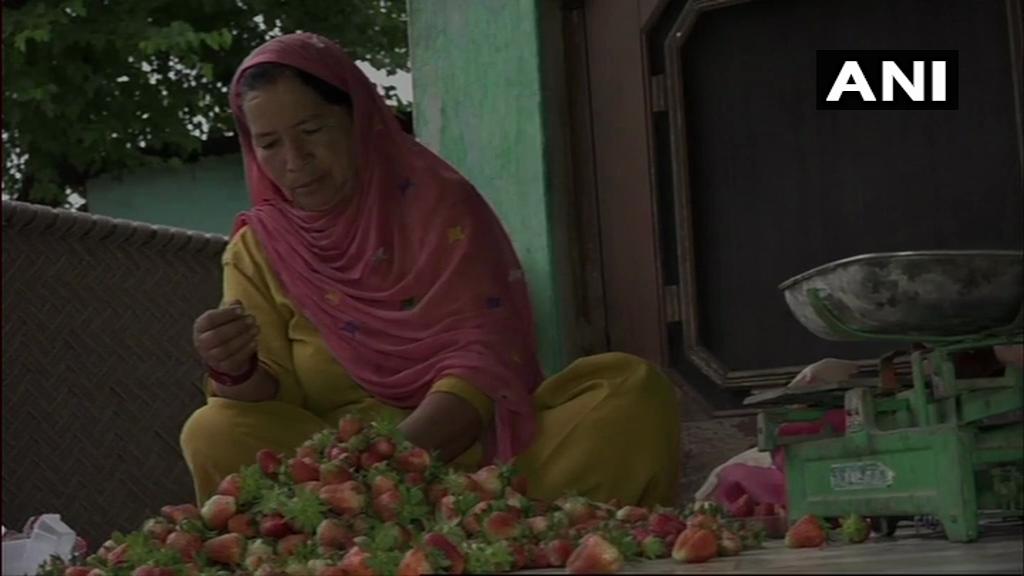 A lady selling strawberries in Udhampur on Thursday. Photo/ANI
