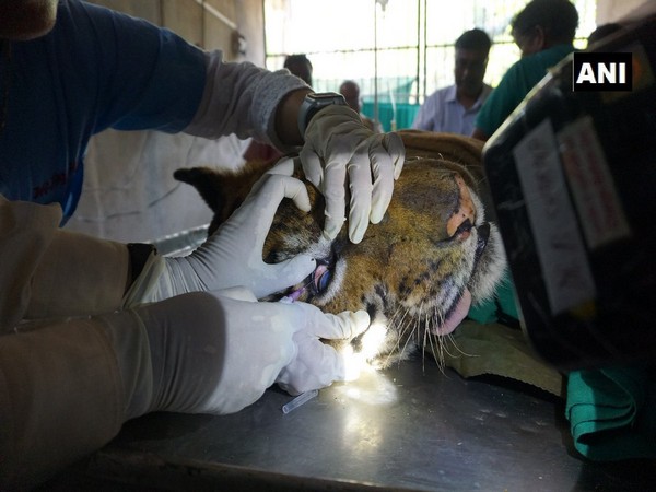 Doctors treating the tiger in Assam state zoo on Friday. Photo/ANI