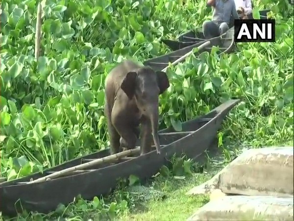 A baby elephant was rescued by NDRF and state forest department team in Assam's Kamrup. Photo/ANI