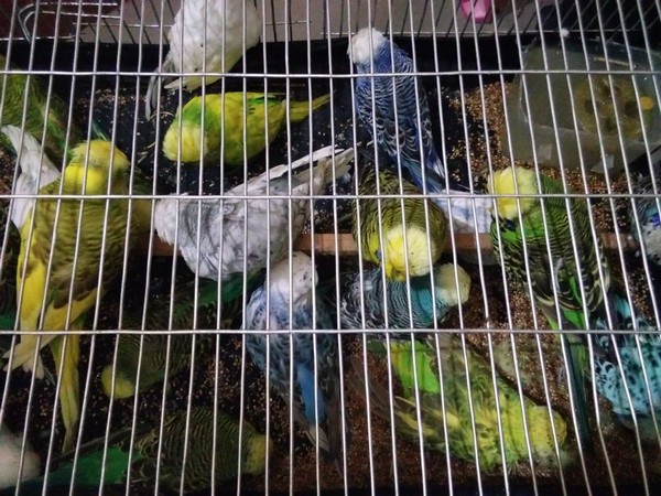 English Budgies seized by the Border Security Force in North 24 Parganas district in West Bengal on Thursday. (Photo/Twitter@PROSOUTHBENGAL)