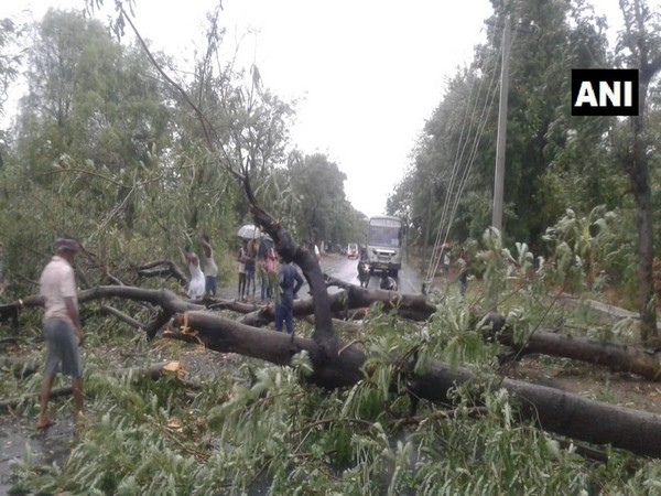 Trees uprooted in Odisha's Kalahandi due to rain, thunderstorm