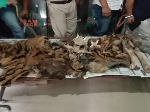 Seized tiger hide, teeth and bones. (ANI/Photo)