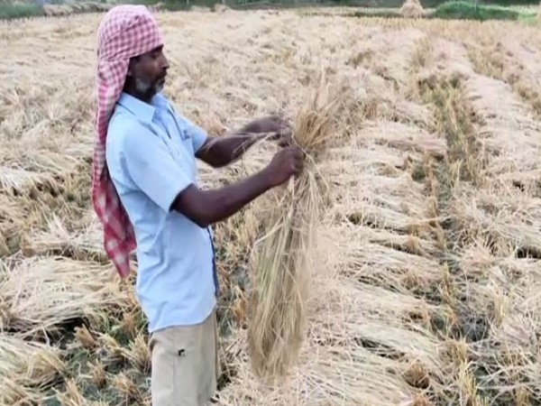 A farmer working on the field ahead of heavy rains predicted in view of Cyclone Asani. (Photo/ANI)