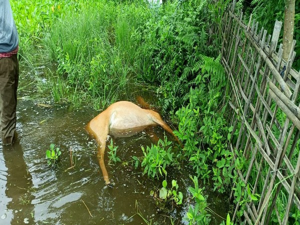 Female swamp deer found dead in Kaziranga National Park boundary. (Photo/ANI)