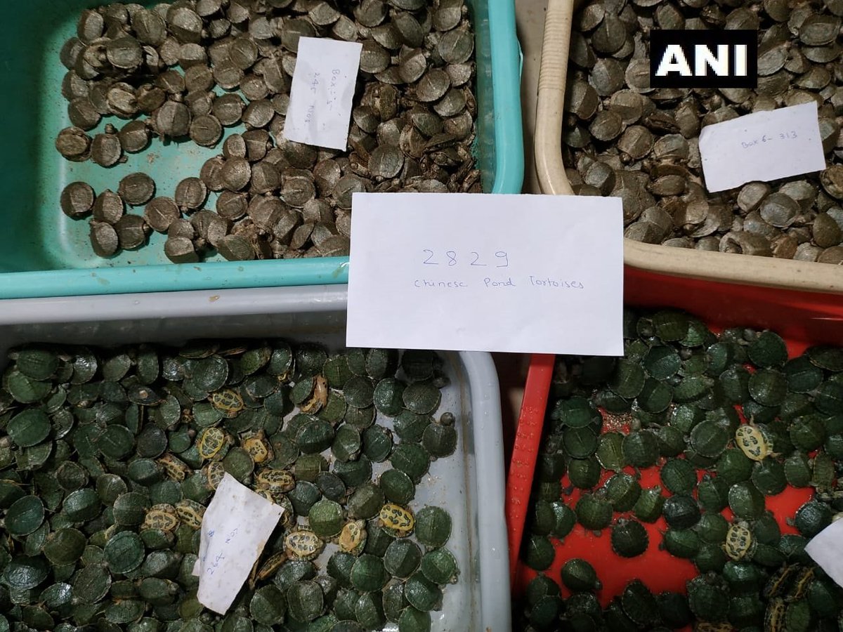 DRI intercepted one person at Trichy International Airport on 24 Nov while he was attempting to smuggle 2,829 China Pond tortoises. 
