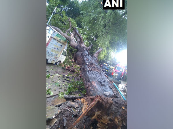 Fallen tree damages vehicles in Thane [Photo/ANI]