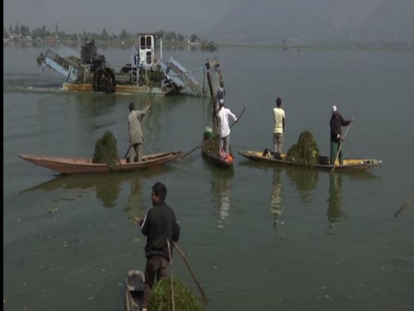 Dal Lake in Srinagar undergoes cleaning ahead of winter tourism. Photo/ANI