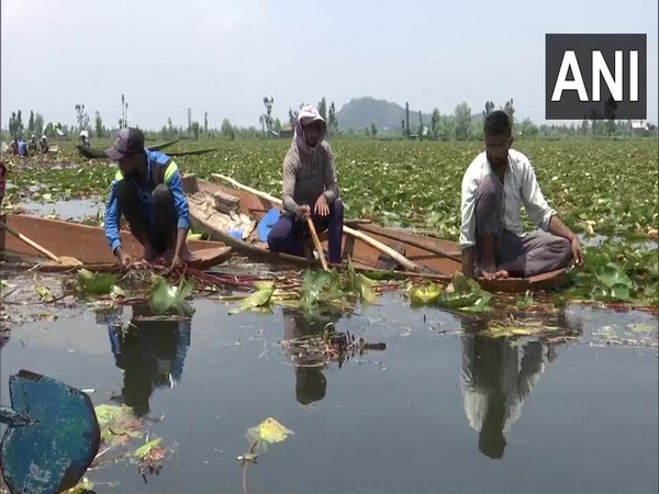 The Lakes and Waterways Development Authority (LAWDA) initiated a mission to clean the Dal Lake on Friday. (Photo/ANI)