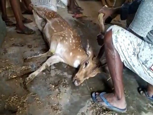 A deer in Madhavaram village of Chittoor district on Monday. (Photo/ANI)