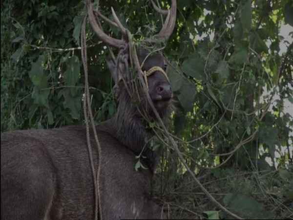 Rescued deer at Kawa, Udhampur. Photo/ANI