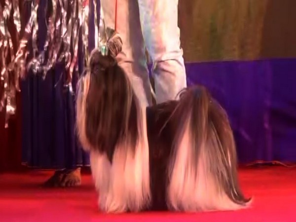 A pet participating in the dog show organised by the Eastern Metropolitan Club in Kolkata on Sunday. Photo/ANI