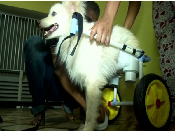 The 4-year-old dog Veera using a custom-made wheel chair to walk (Photo ANI)