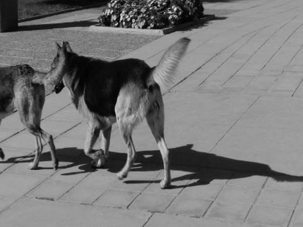 The masks were originally purposed for protecting the pooches from polluted air