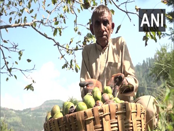 A walnut farmer in Panchari village, Udhampur. (Photo/ANI)