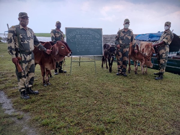 BSF with rescued cattle 