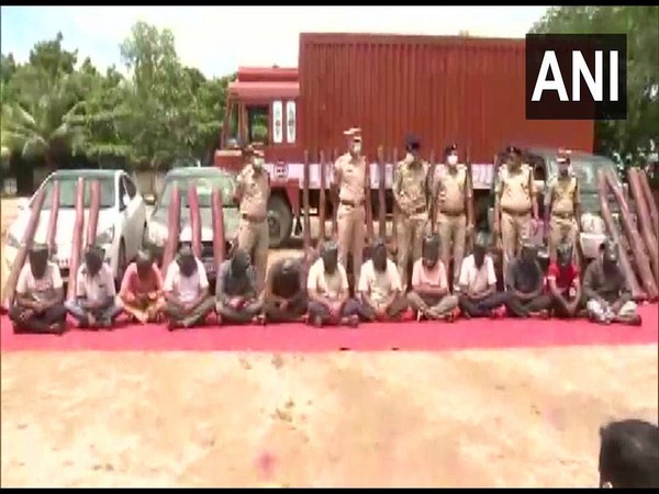 Red sandalwood logs worth Rs 1.5 cr seized, 13 held in AP's Chittoor (Photo/ANI)