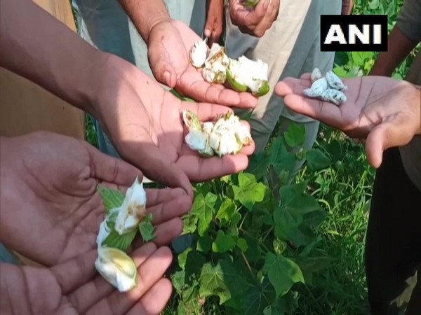 Infestation in cotton fields of Bhatinda, Punjab (Photo/ANI)