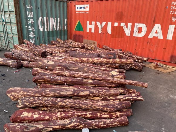 Chennai Sea Customs seized Red sanders worth Rs 5 crore