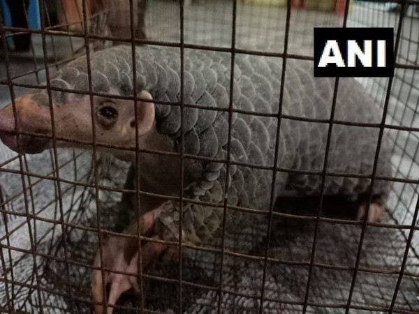 Seized live Pangolin (Photo/ANI)