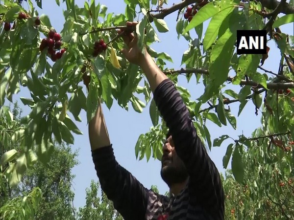 Cherry harvesting in Kashmir. [Photo/ANI]