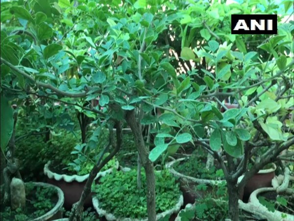 Bonsai on SL Dwivedi's terrace. (Photo/ANI)