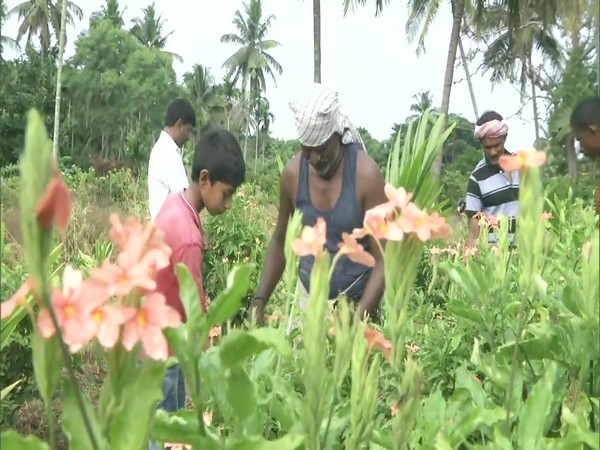 Small-scale flower growers working in fields of Holehonnuru (Photo/ANI)
