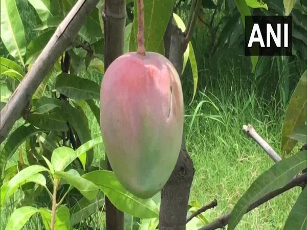 A Miyazaki mango. (Photo/ANI)
