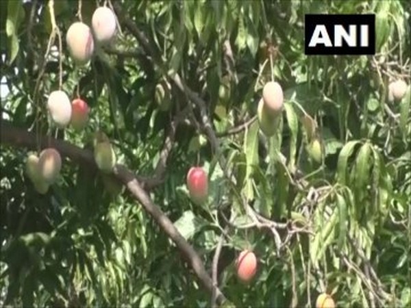 Mangoes growing in Rameshwar and Jagdish's orchard (Photo/ANI)