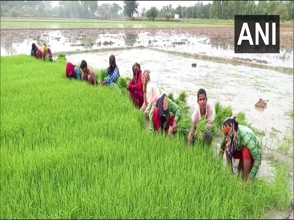 Farmers in Aligarh sowing paddy in their fields. (Photo/ANI)