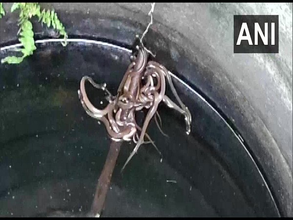 15 baby Cobra Snakes were rescued in Odisha's Ganjam on Sunday. [Photo/ANI]
