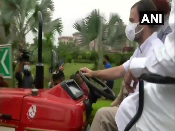 Congress leader Rahul Gandhi driving a tractor on Monday. Photo/ANI