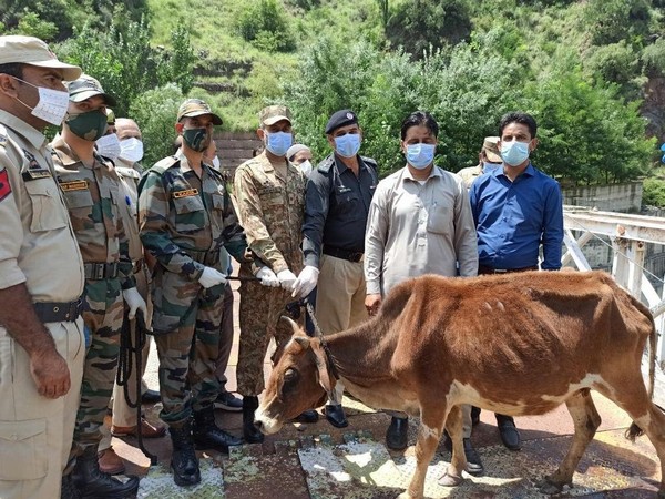 Indian Army returns cattle of POK (Photo/Army)