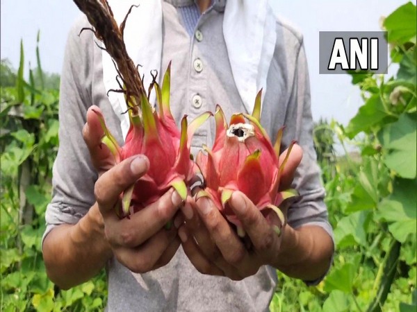 A visual of dragon fruits from Deepak Gupta's orchard (Photo/ANI)
