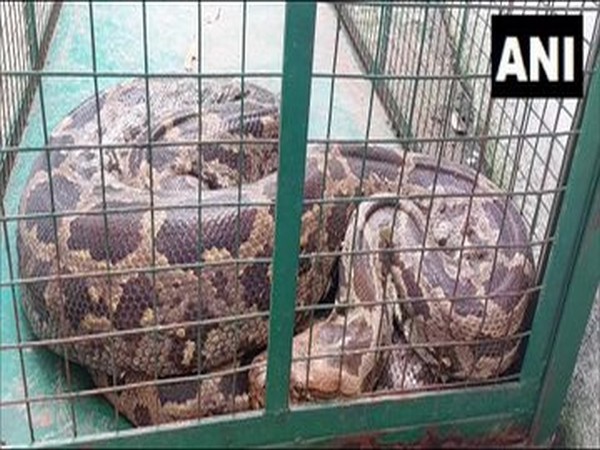 Python rescued by Forest department (Photo/ANI)