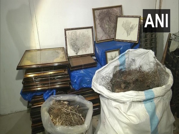 A visual from the godown where sea fans were seized in Vadodara. [Photo/ANI]