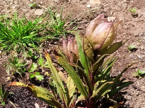 Plants grown in the herbal garden (Photo/ANI)