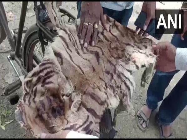 A visual of the seized skin of Tiger. (Photo/ANI)