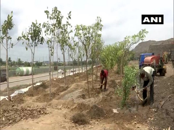 visuals from the plantation drive in Ahmedabad (Photo/ ANI)