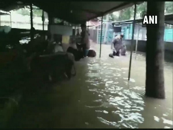 Almost 200 cattle in flood affected Shivamogga rescued by Kote police