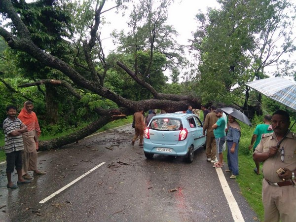 NH 154 blocked after a tree fell on the highway in Kangra district on Saturday [Photo/ANI]
