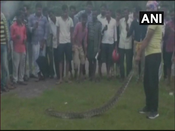 Odisha: 8-foot-long python rescued from open field in Jajpur